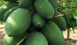 卖瓜人吃瓜皱,揭秘瓜农自食其果的酸甜苦辣