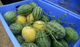 吃瓜群群背景,网络社交的趣味与争议