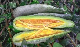 网红吃瓜被吊打,一场网络舆论的风暴