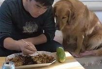 金毛摘瓜吃,摘瓜吃趣事记