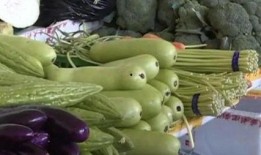 葫芦瓜卷着吃,葫芦瓜卷的独特魅力与美味体验