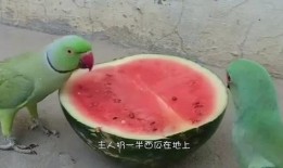 吃瓜看主,吃瓜看主带你领略明星幕后故事