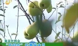 曹州吃瓜,探寻中国瓜果之乡的甜蜜奥秘
