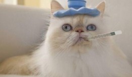 猫咪吃角瓜的好处