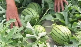 桂哥吃瓜总结,揭秘娱乐圈幕后故事