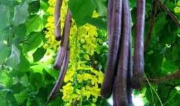 缅甸缅北云南吃瓜,一场独特的“吃瓜”盛宴