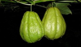 吃佛手瓜嘴涩,却需小心避免嘴涩困扰