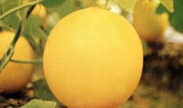 襄阳最新吃瓜事件,揭秘网络热议背后的真相