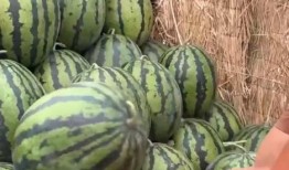 成圣吃瓜,揭秘娱乐圈背后的那些事儿