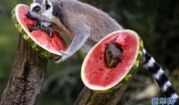 动物在吃瓜,动物们的美食探索之旅