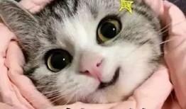 带你吃瓜画小猫图片,带你走进“带你吃瓜画小猫”的趣味世界