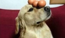 角瓜鸡蛋给狗吃,狗狗营养餐点新选择