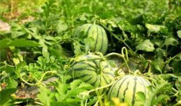 蒙头吃瓜,揭秘网络热点的幕后真相