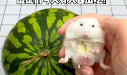 道具鼠鼠吃瓜,瓜界新宠