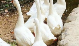 吃瓜安利鹅图片,鹅图来袭，笑翻你的周末时光