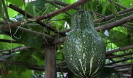 南瓜吃皮瓜,探索南瓜皮的新用途与美味佳肴