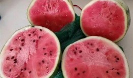 吃半个麒麟瓜热量,揭秘夏日消暑低热量美食新选择