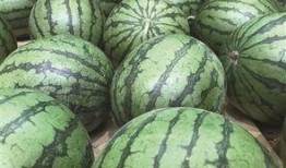 吃瓜找地瓜,吃瓜乐趣寻地瓜之旅