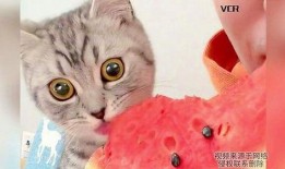 带你吃瓜画小猫图片,带你走进“带你吃瓜画小猫”的趣味世界