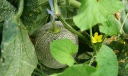 吃瓜一个很大的瓜,一场震惊众人的秘密风暴