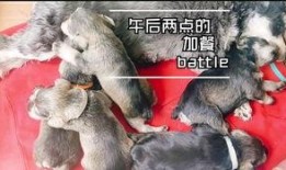 热心吃瓜的小狗故事,热心吃瓜小狗的趣味故事