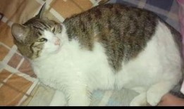 吃瓜酱猫猫,揭秘网络红人的魅力与影响力