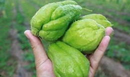 臭瓜可以吃,揭秘不可错过的美味佳肴