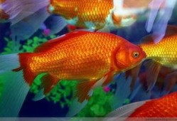 草金鱼吃瓜,瓜果飘香中的美味之旅