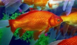 草金鱼吃瓜,瓜果飘香中的美味之旅