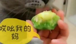 吃瓜酱猫猫,揭秘网络红人的魅力与影响力