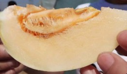 吃小白瓜吗,小白瓜美食探秘