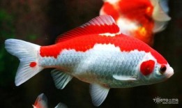 草金鱼吃瓜,瓜果飘香中的美味之旅