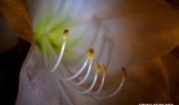 梦见吃瓜精灵,揭秘吃瓜精灵的神秘诱惑