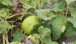 农职吃瓜,趣味横生的校园生活剪影