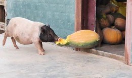 猪瓜是怎么吃,探寻猪瓜的独特美味之旅