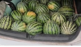 上海奉贤区吃瓜,探寻上海奉贤区的特色美食之旅