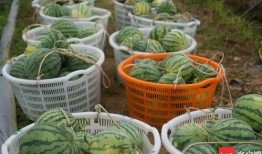 农职吃瓜,趣味横生的校园生活剪影