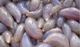 吃瓜找地瓜,吃瓜乐趣寻地瓜之旅