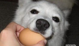 角瓜鸡蛋给狗吃,狗狗营养餐点新选择