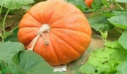 发热可以吃方瓜吗,发热期间适宜食用方瓜的饮食建议