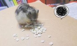 仓鼠可以吃西洋瓜吗,西洋瓜在仓鼠食谱中的地位