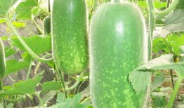 吃瓜q区的瓜能看吗,从瓜中窥见娱乐圈真相