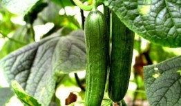 小丁komachi吃瓜,吃瓜群众的快乐与烦恼