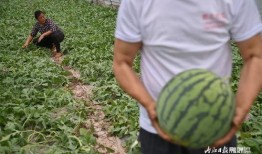 渣姐吃瓜,揭秘娱乐圈背后的惊人真相