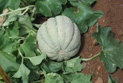 甜面瓜如何吃,解锁美味新体验