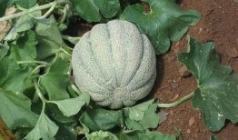 甜面瓜如何吃,解锁美味新体验