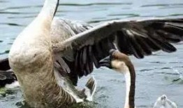 吃瓜安利鹅图片,鹅图来袭，笑翻你的周末时光