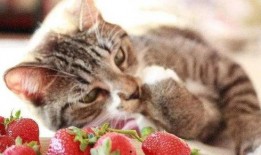 猫咪吃角瓜的好处