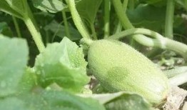 南疆蜜瓜怎么吃