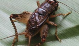 蛐蛐吃瓜,夏日田园趣事一幕